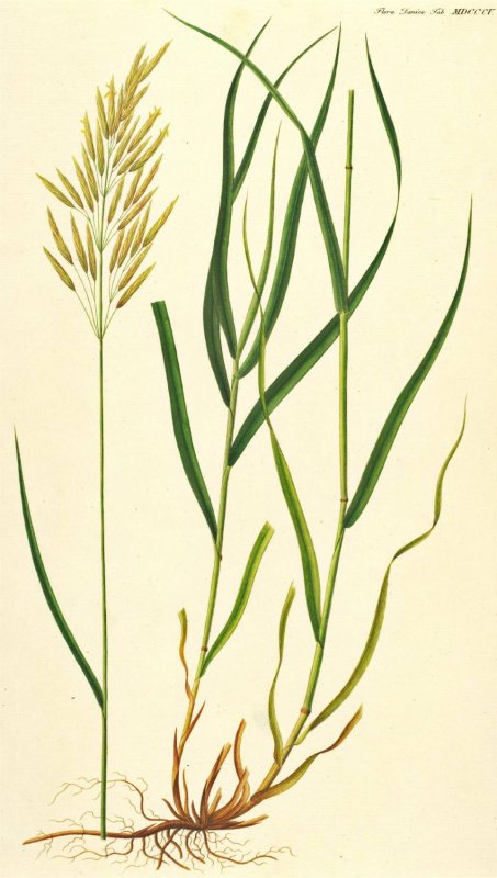 Bromus angrenicus