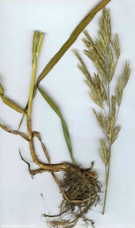 Bromus mollis