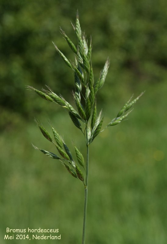 Анизанта кровельная Anisantha tectorum