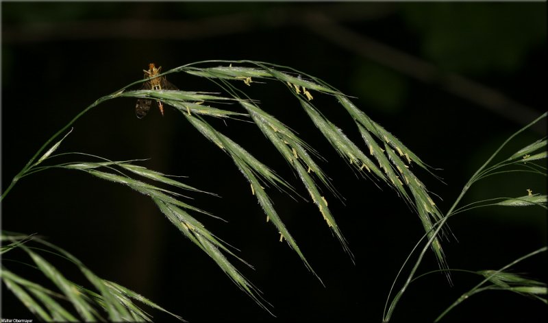 Bromus hordeaceus