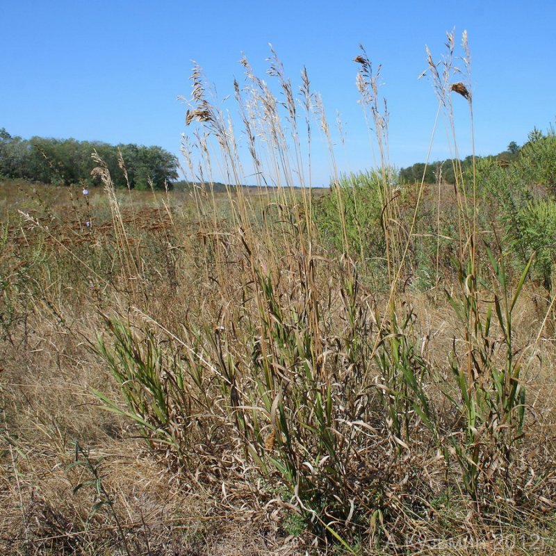 Костёр ржаной (Bromus secalinus)