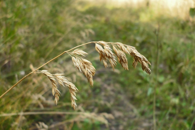 Bromopsis riparia