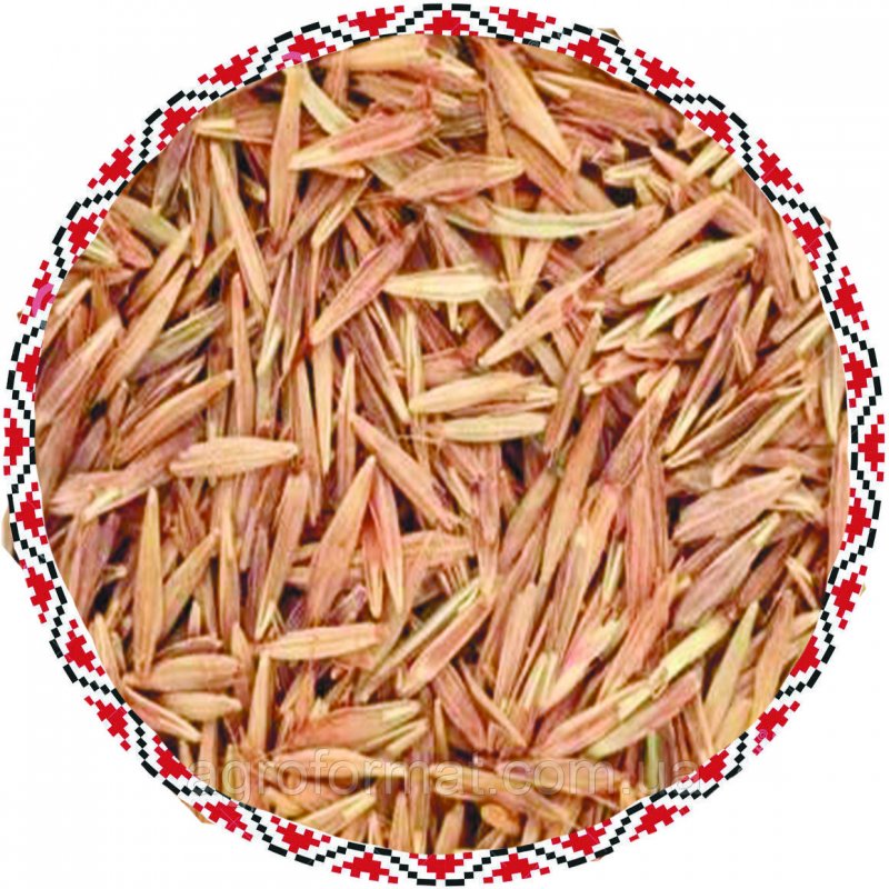 Кострец Бенекена Bromopsis benekenii