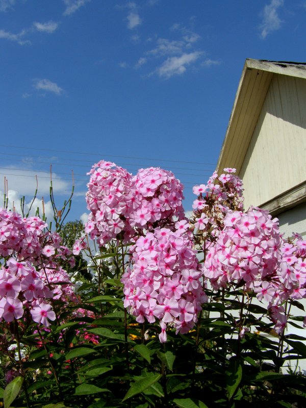 Флоксы многолетники