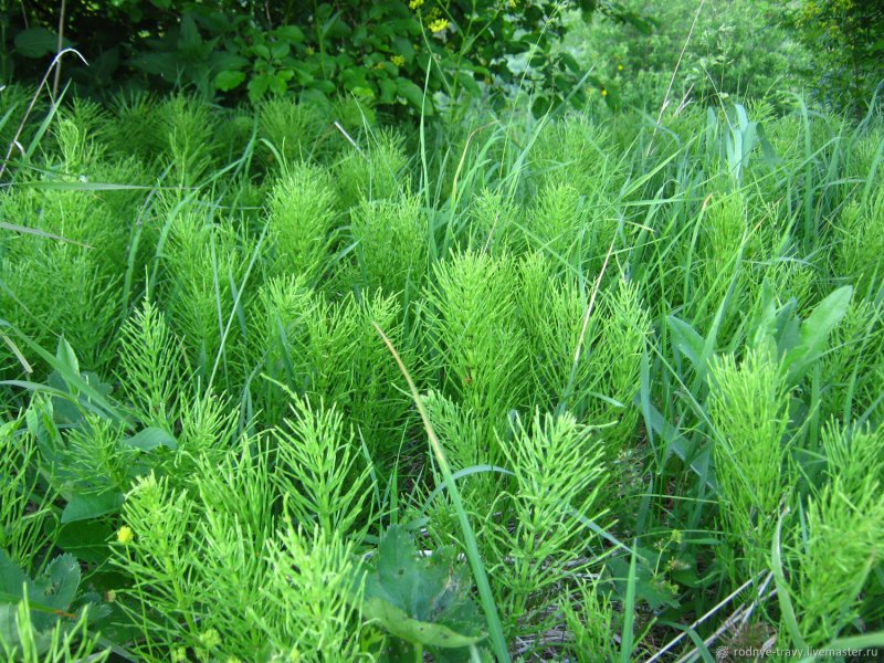 Казацкий хвощ