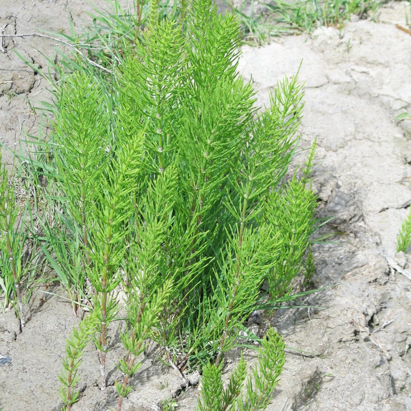 Horsetail Equisetum arvense растение