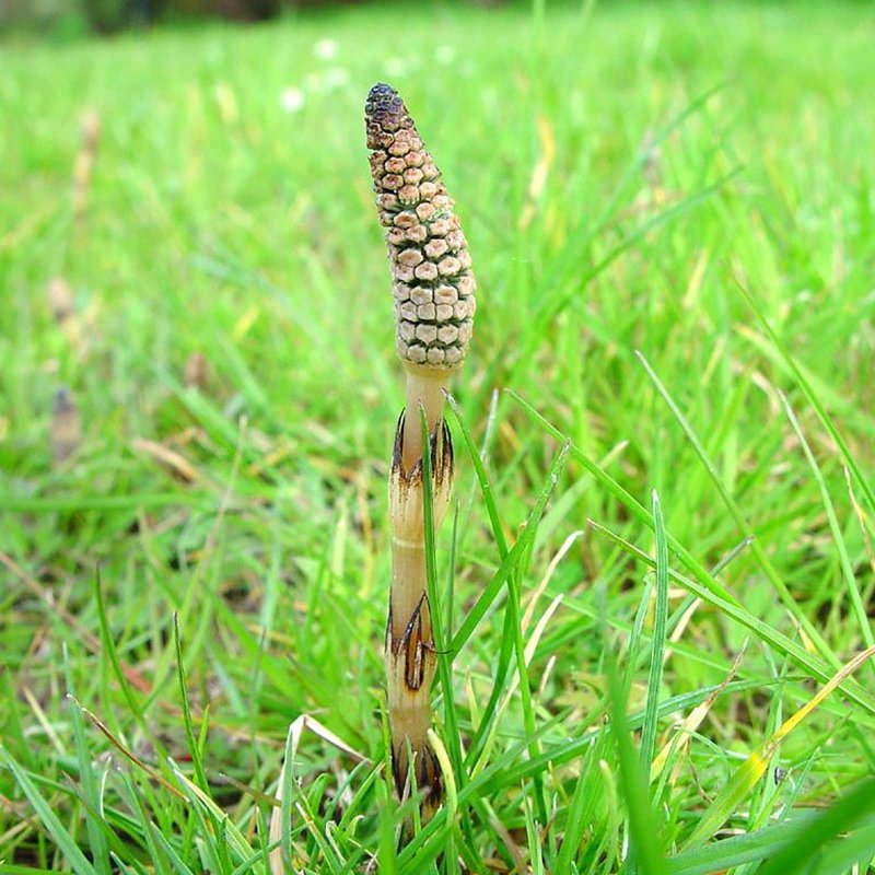 Хвощ полевой (Equisetum arvense)