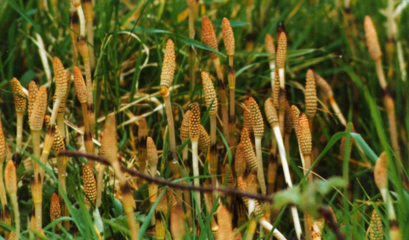 Хвощ большой Equisetum telmateia