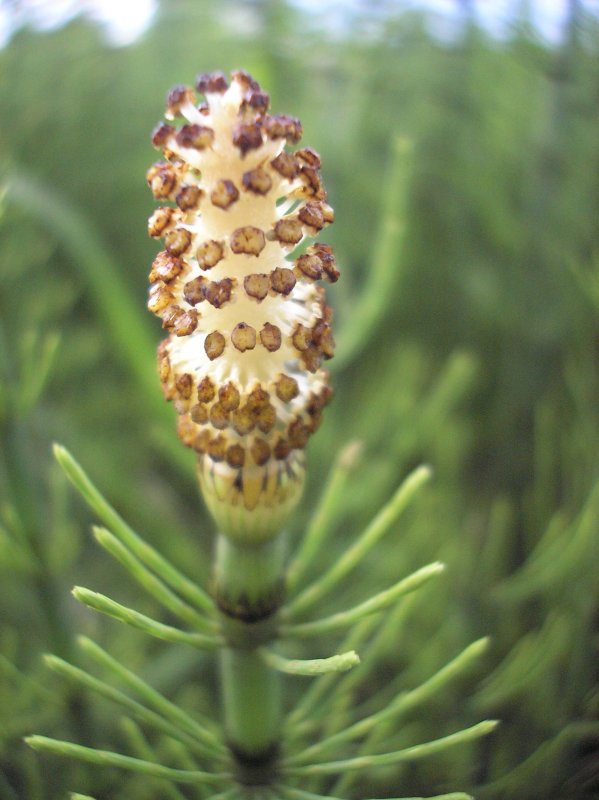 Хвощ полевой Equisetum arvense l.