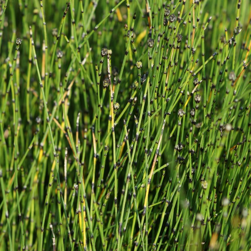 Хвощ Приречный (Equisetum fluviatile)