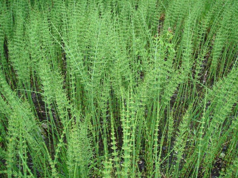 Хвощ полевой Equisetum arvense l.