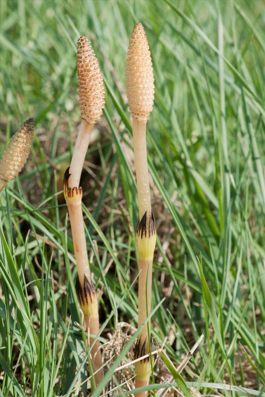Хвощ полевой Equisetum arvense l.