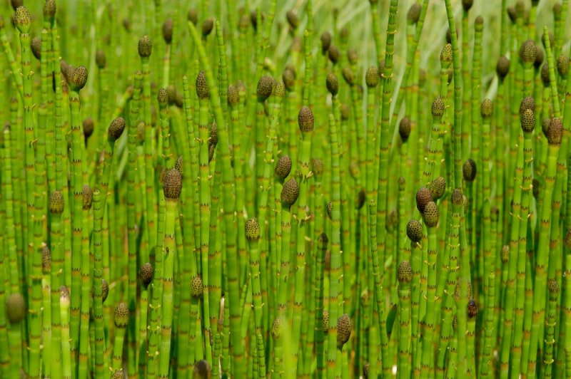 Хвощ Шаффнера Equisetum schaffneri