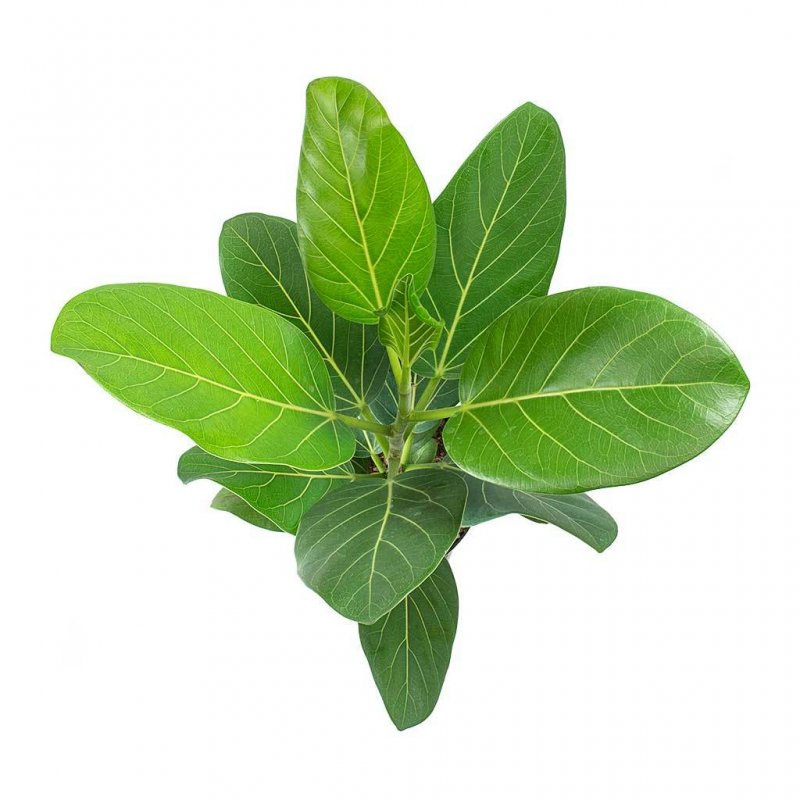 Фикус бенгальский Ficus benghalensis