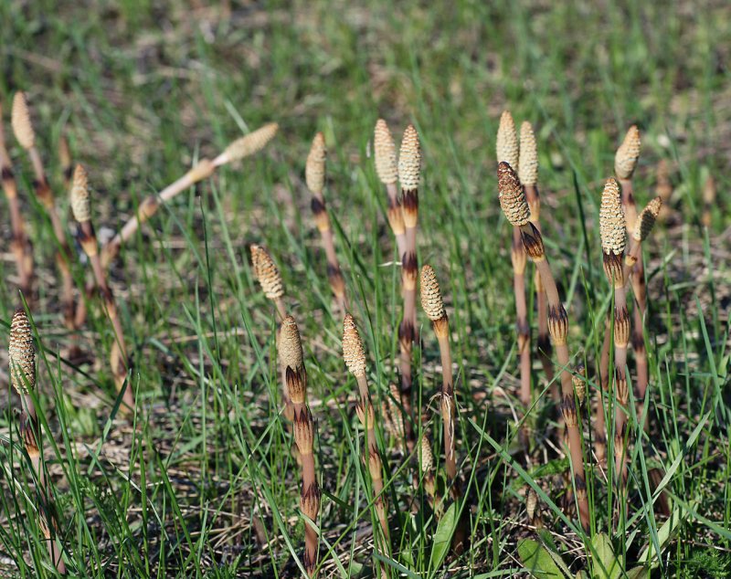 Хвощ полевой (Equisetum arvense)