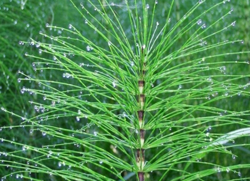 Horsetail Equisetum arvense растение