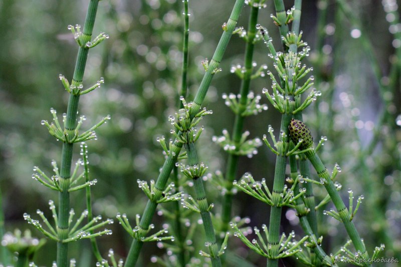 Хвощ Луговой Equisetum pratense Ehrh.