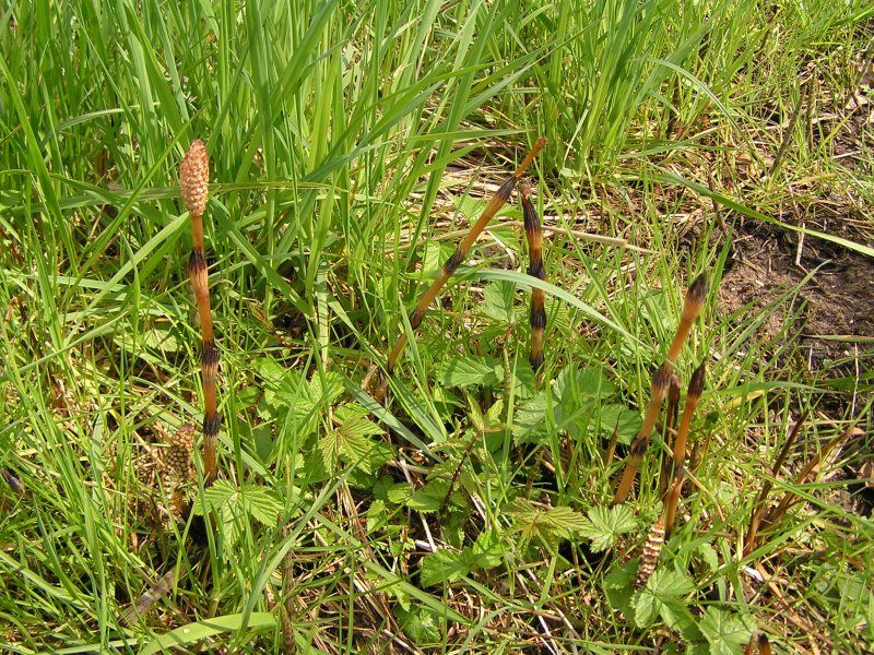 Horsetail Equisetum arvense растение