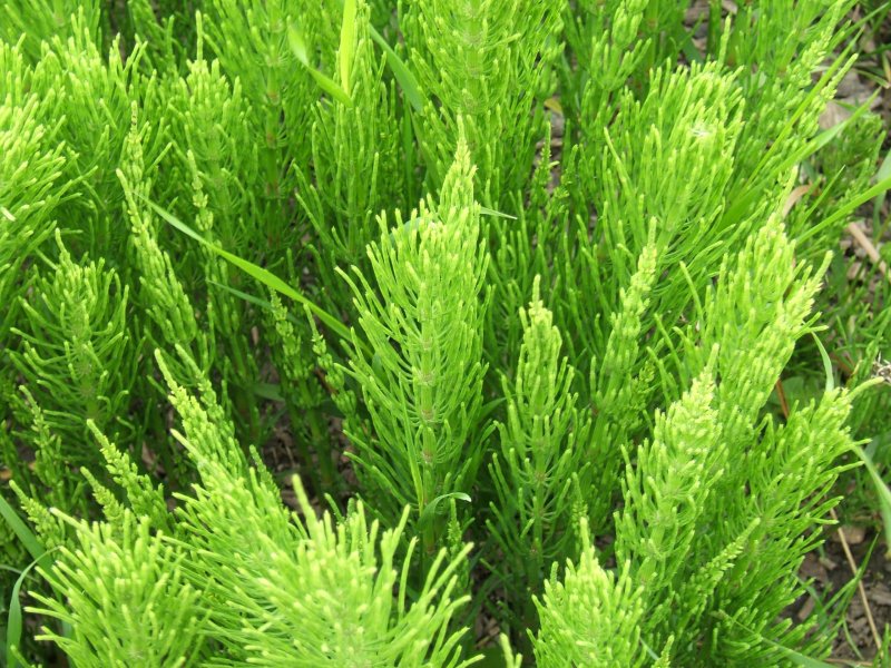 Хвощ Луговой Equisetum pratense