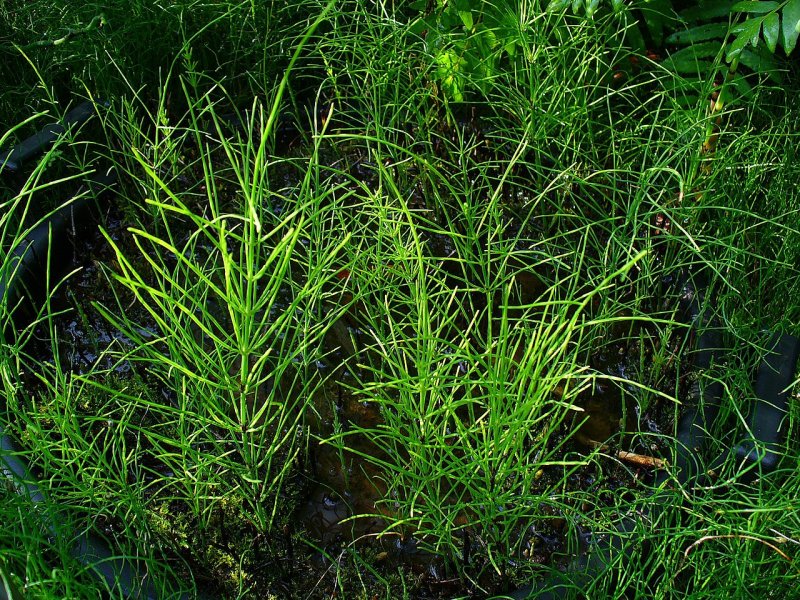 Horsetail Trees