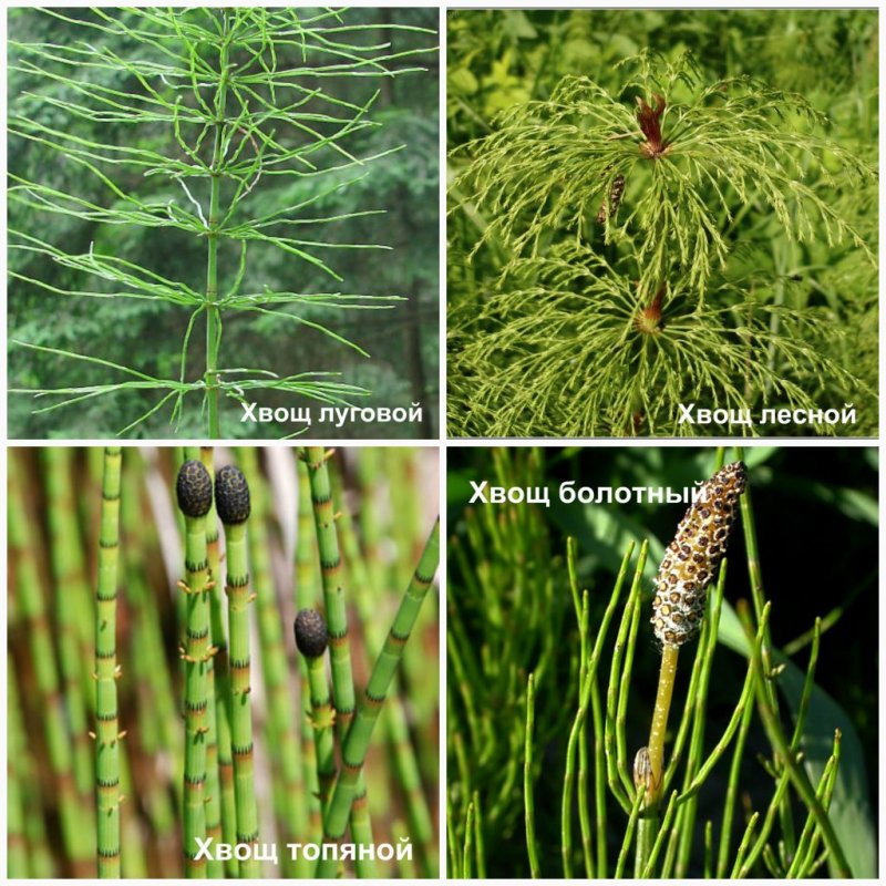 Хвощ пестрый (Equisetum variegatum)