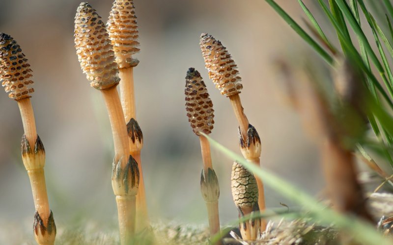 Equisetum telmateia
