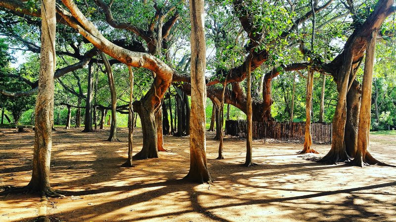 Фикус бенгальский Одри Ficus benghalensis Audrey