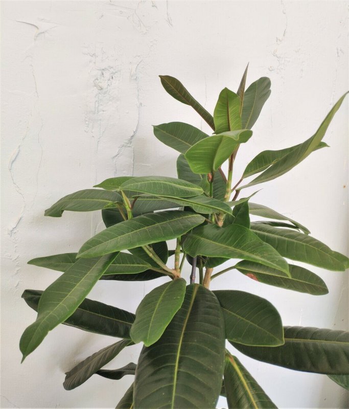 Ficus Virens var. Подланцевидный