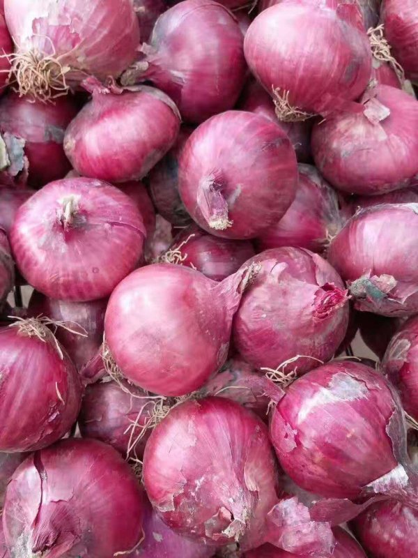 Китайский красный лук