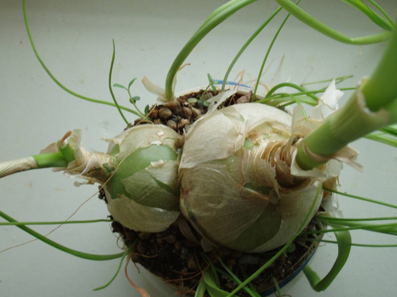 Ornithogalum caudatum индийский лук