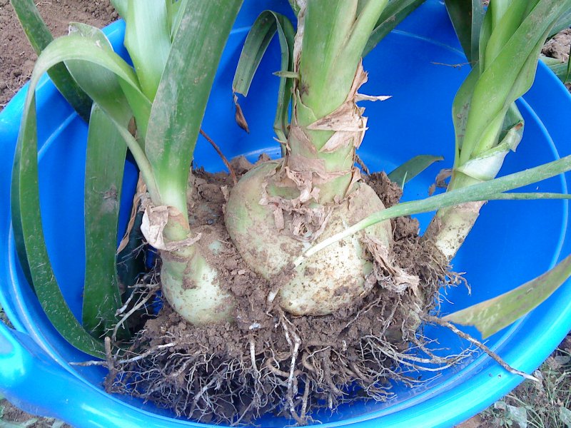 Ornithogalum caudatum индийский лук
