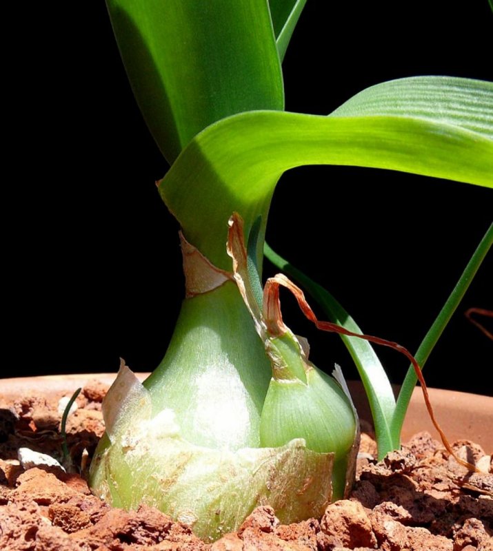 Ornithogalum caudatum индийский лук