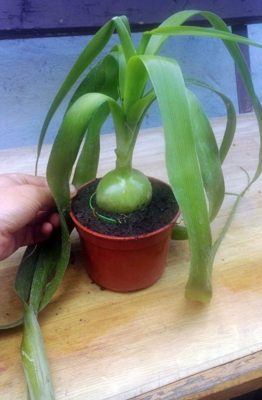 Chinese garlic Chives растение