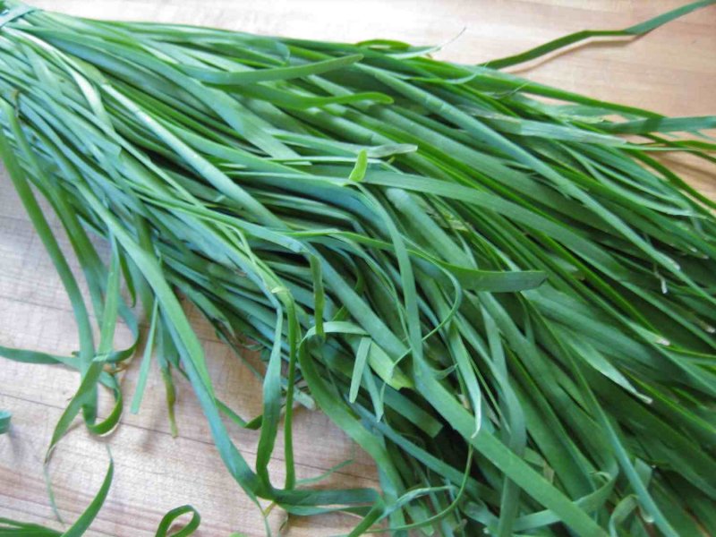 Ornithogalum caudatum индийский лук