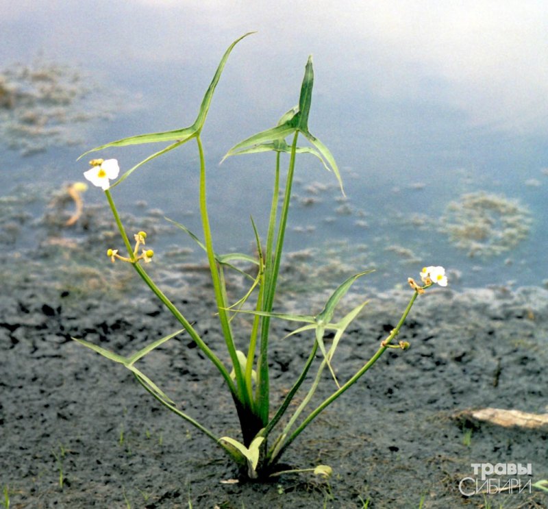 Стрелолист Sagittaria sagittifolia
