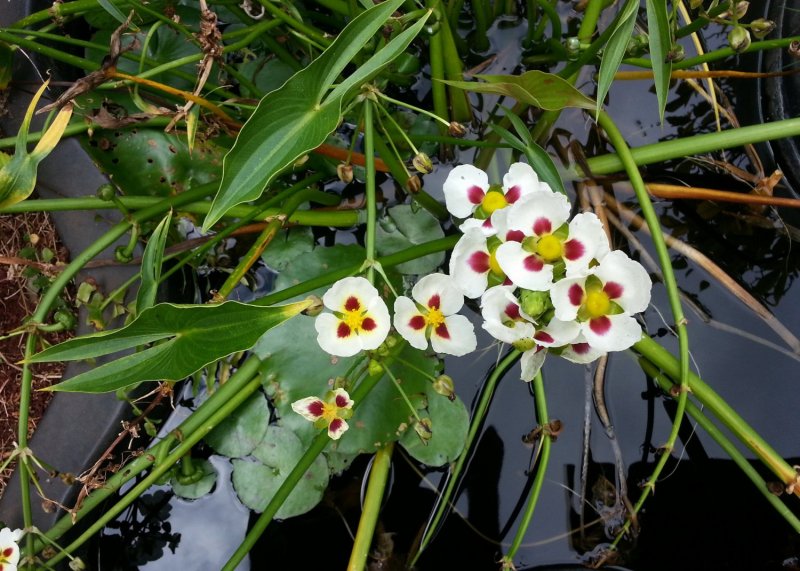 Стрелолист – Sagittaria