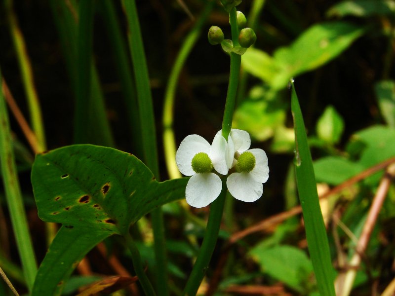 Стрелолист широколистный latifolia