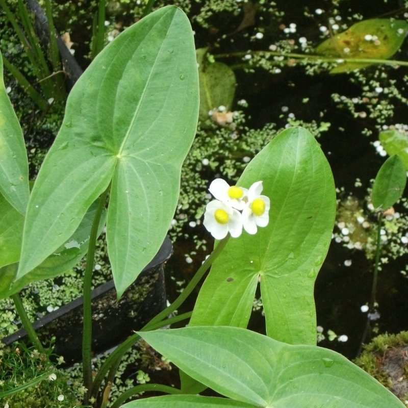 Стрелолист Sagittaria sagittifolia