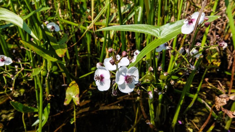 Стрелолист Sagittaria sagittifolia