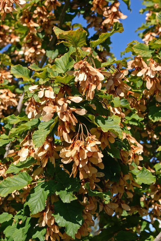 Клен татарский Acer tataricum