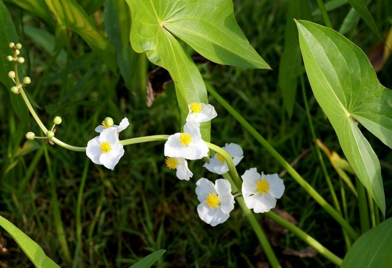Стрелолист – Sagittaria
