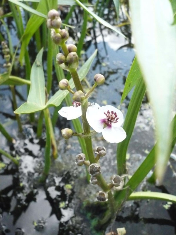 Стрелолист Sagittaria sagittifolia