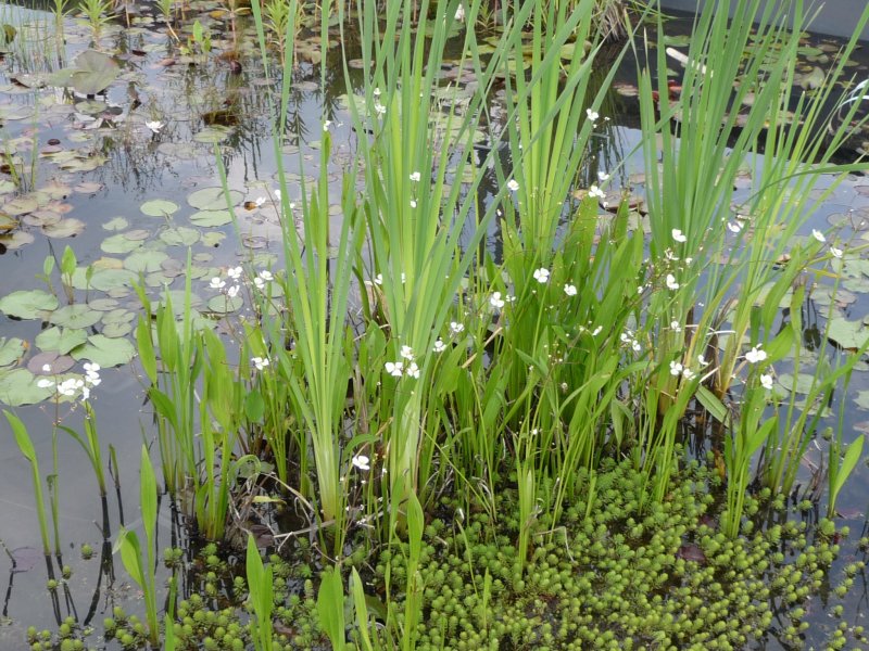 Heterophylla Sagittaria sagittifolia