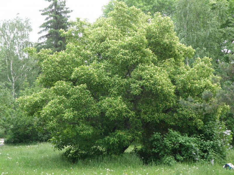 Клен татарский плод