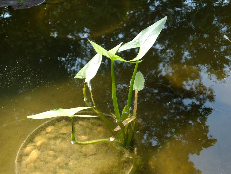 Стрелолист – Sagittaria