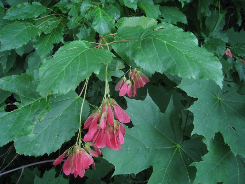 Клен татарский, черноклен (Acer tataricum)