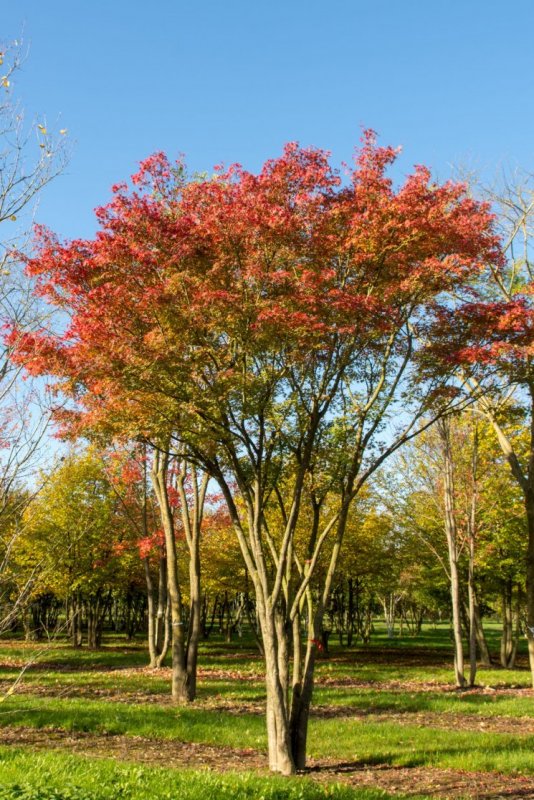 Клен татарский (Acer tataricum ginnala