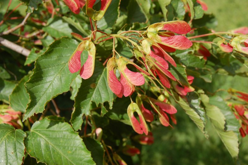 Клен татарский (Acer tataricum ginnala