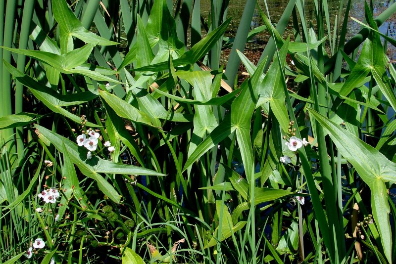 Стрелолист – Sagittaria