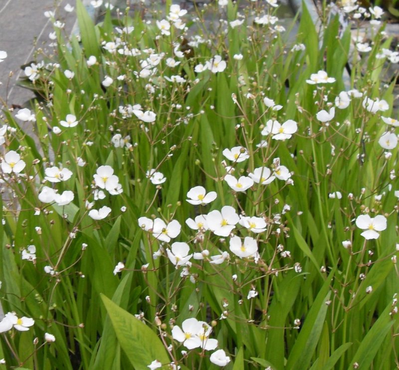 Стрелолист Sagittaria sagittifolia